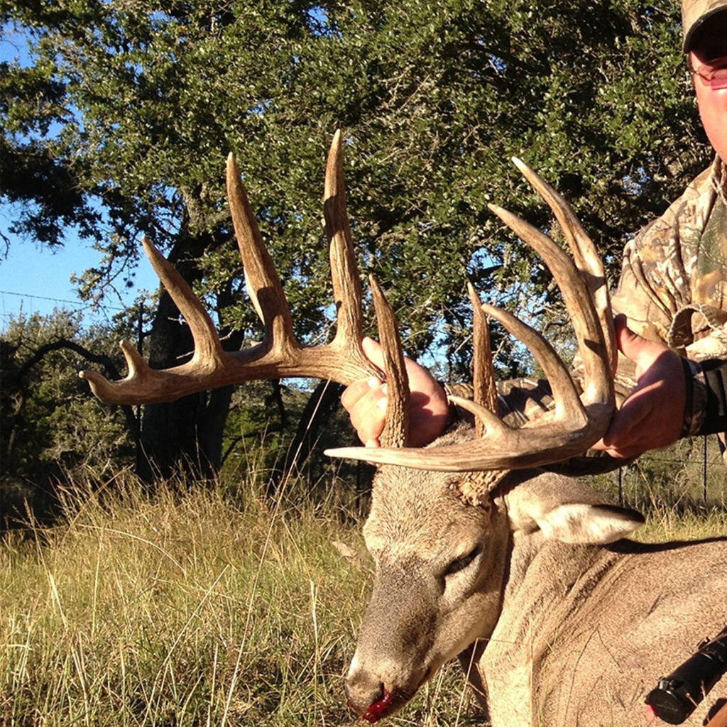 Whitetail Deer Nocona Ranch