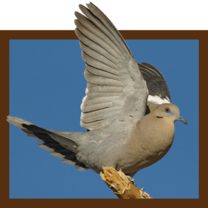 Exclusive South Texas Dove Hunts
