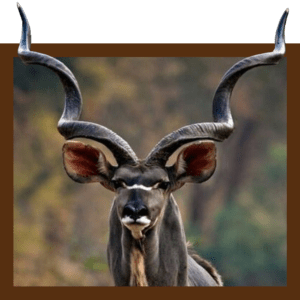 Texas Exotic Deer Hunting