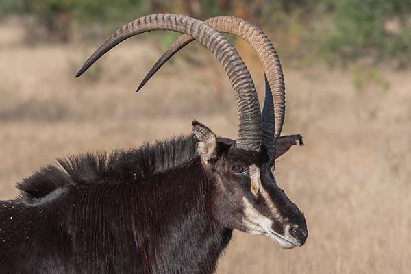 Hunt Exotics in Texas - Sable Hunts in Texas Hunt Exotics in Texas - Sable Hunts in Texas