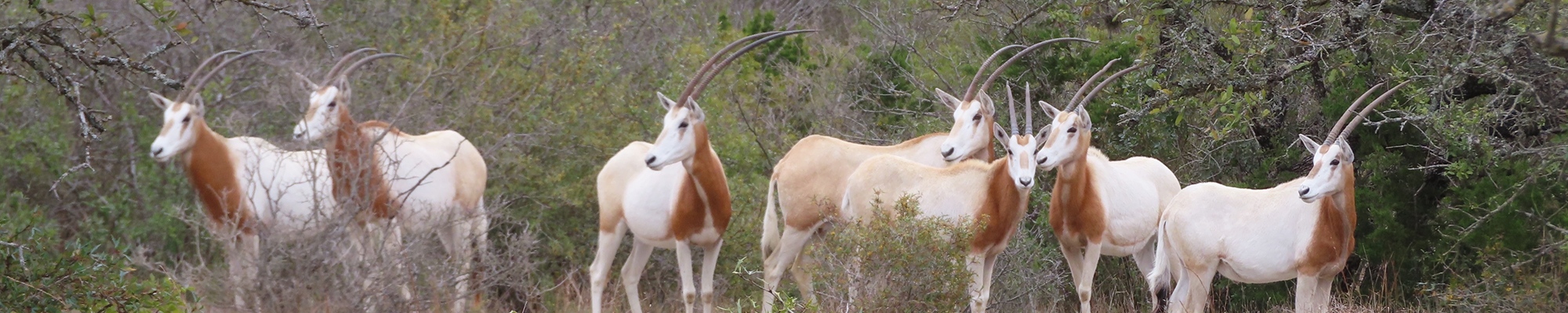 Texas Exotic Hunting Trophy Gallery