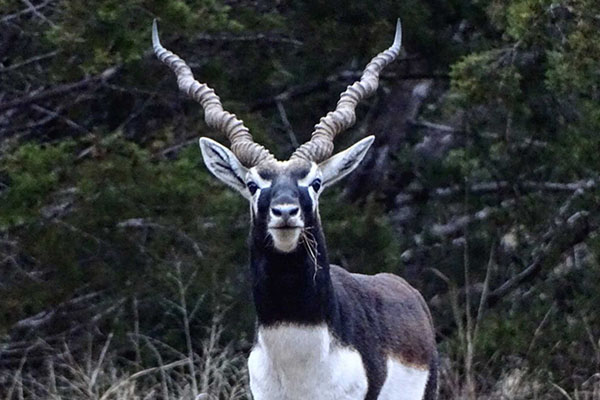 Texas Exotic Hunt - Blackbuck Antelope Texas Exotic Hunt - Blackbuck Antelope