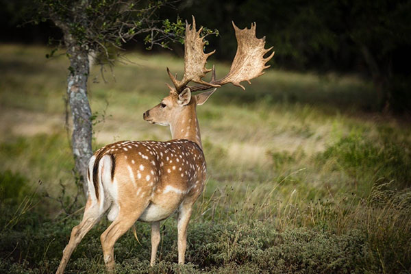 Hunt_Fallow_in_Texas_New Texas Fallow Deer Hunt - Exotic Deer Hunt