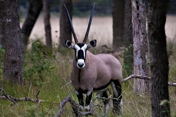Hunt Gemsbok in Texas Hunt Gemsbok in Texas