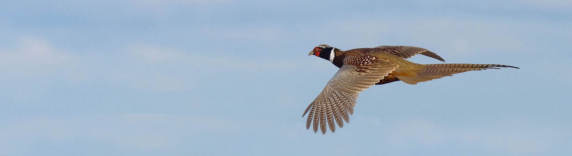 Texas Upland Bird Hunting