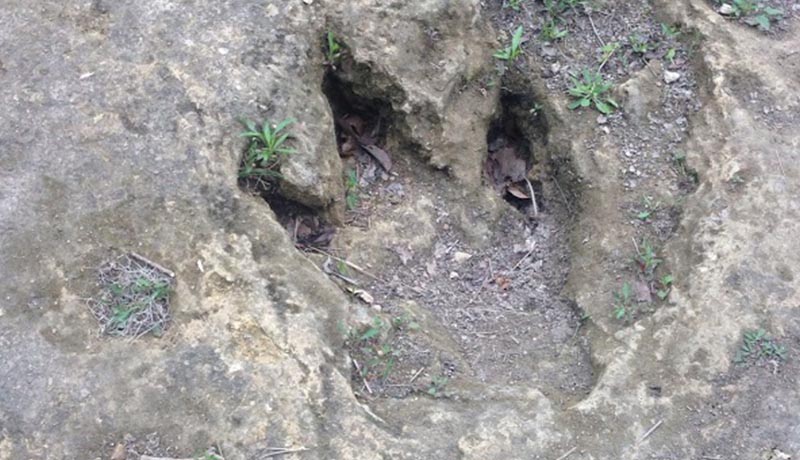 Big Dinosaur Footprint in Texas Big Dinosaur Footprint in Texas