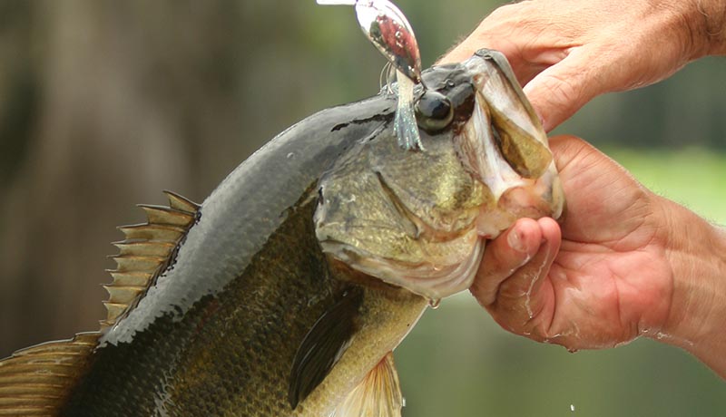 Texas Bass Fishing on a private ranch