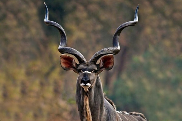 Hunt Kudu Exotics in Texas Hunt Kudu Exotics in Texas