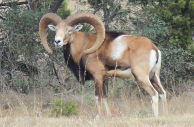 Hunt Exotics in Texas - Red Sheep Hunts in Texas Hunt Exotics in Texas - Red Sheep Hunts in Texas