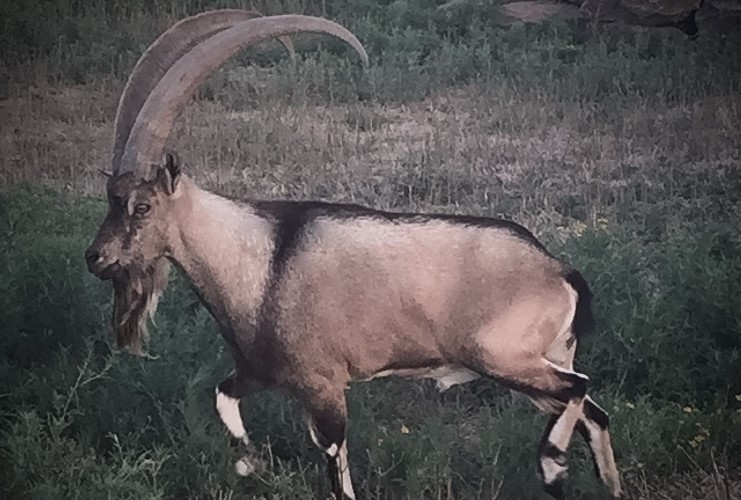Texas Ibex Exotic Hunt Texas Ibex Exotic Hunt