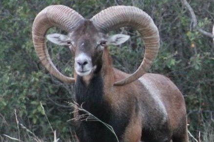 Hunt Exotics in Texas - Mouflon Hunts in Texas Hunt Exotics in Texas - Mouflon Hunts in Texas