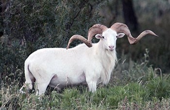 Hunt Exotics in Texas - Hunt Texas Dall Ram Hunt Exotics in Texas - Hunt Texas Dall Ram