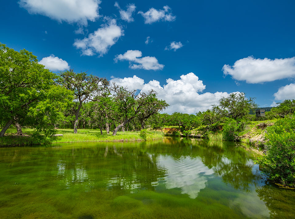 Whitetail Hunts in Texas