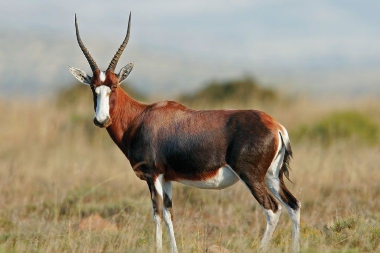 Blesbok4 Texas Exotic Hunt - Blackbuck Antelope