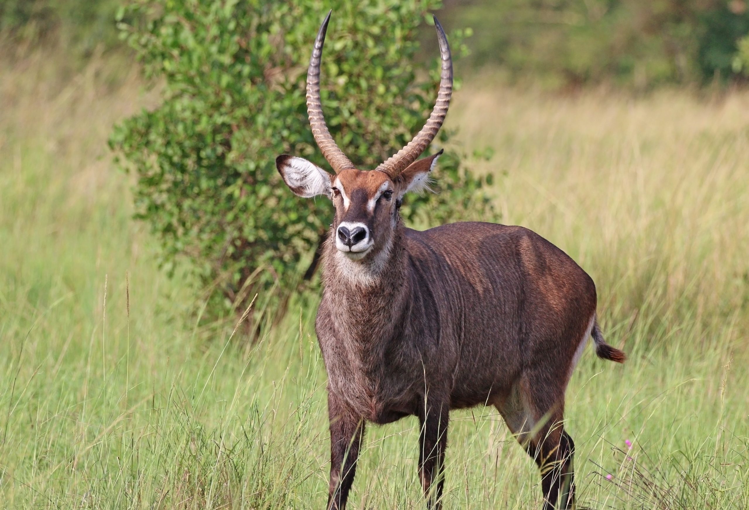 waterbuck3 Hunt Exotics in Texas - Hunt Scimitar Oryx Hunts in Texas