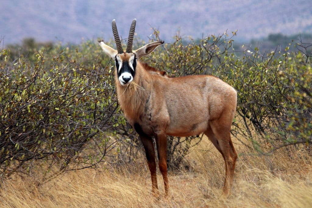 Roan Hunt Exotics in Texas - Sable Hunts in Texas