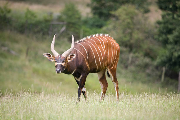Bongo Texas Exotic Hunt - Eland