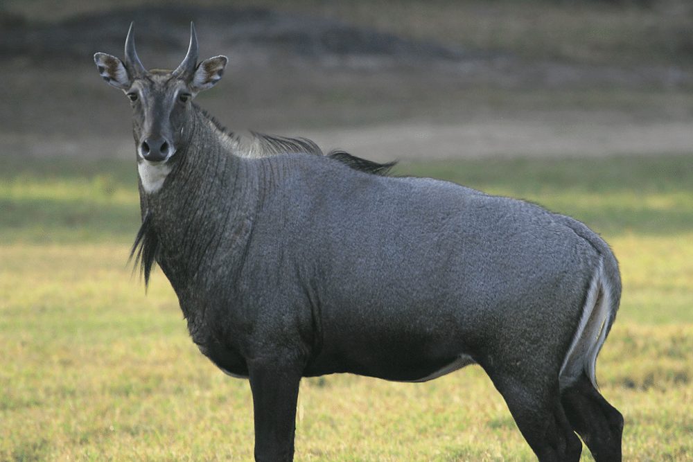 Nilgai Texas Ibex Exotic Hunt