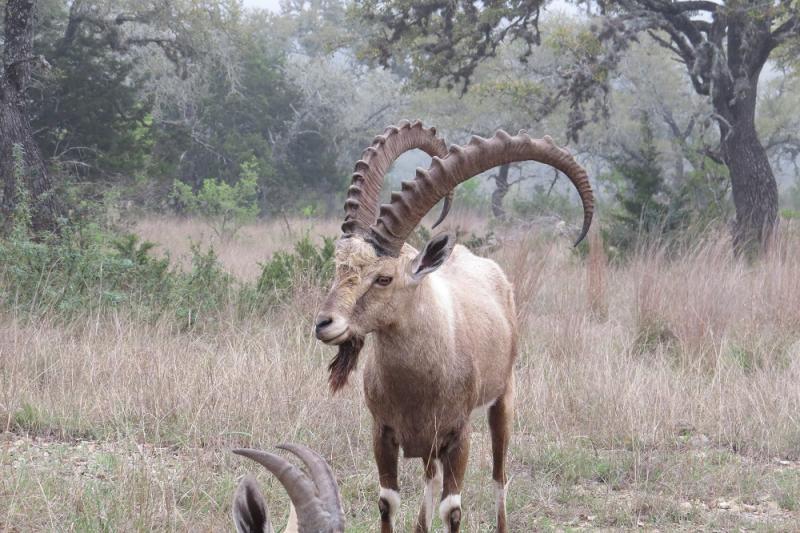 Nubian Ibex Hunt Exotics in Texas - Red Sheep Hunts in Texas
