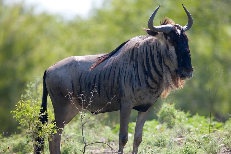 wildebeest (3) Hunt Exotics in Texas - Hunt Scimitar Oryx Hunts in Texas