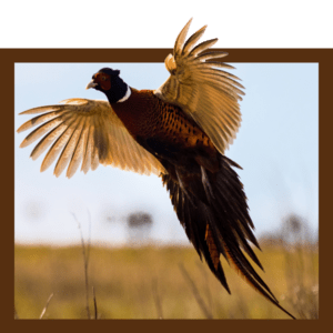 Texas Upland Bird Hunts