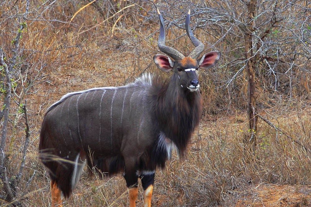 Nyala-2 Hunt Exotics in Texas - Red Sheep Hunts in Texas