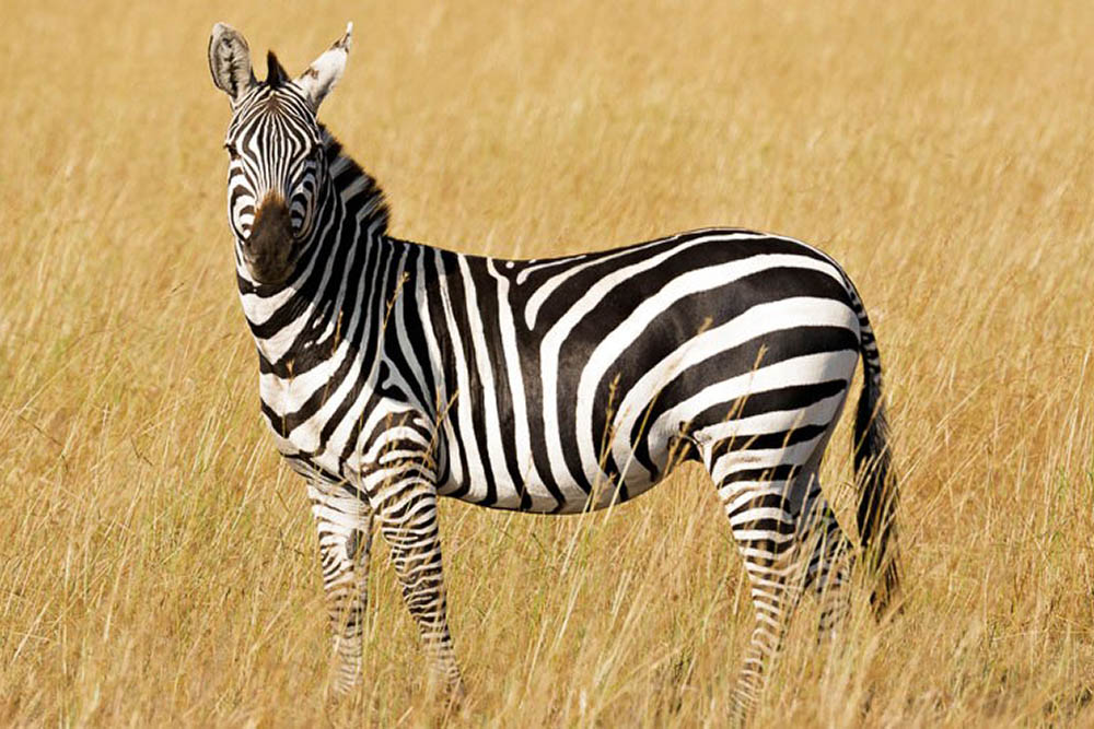 ZebraHuntinTexas Hunt Exotics in Texas - Hunt Scimitar Oryx Hunts in Texas