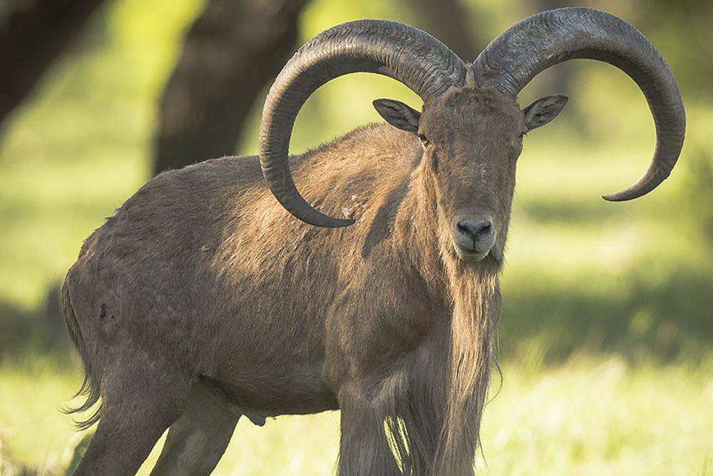 aoudad1-2 Texas Exotic Deer Hunt - Aoudad