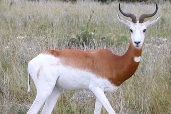 Hunt_Hunt_Dama_Gazelle_In_Texas Hunt Exotics in Texas - Hunt Scimitar Oryx Hunts in Texas