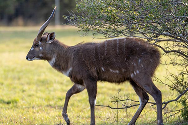 Hunt_Sitatunga_In_Texas Hunt Exotics in Texas - Hunt Scimitar Oryx Hunts in Texas