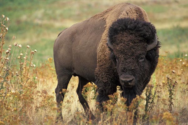 Texas_Bison_Hunts Hunt Exotics in Texas - Hunt Scimitar Oryx Hunts in Texas