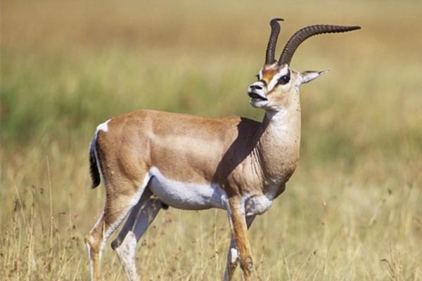 Texas_Grants_Gazelle_Hunts Hunt Exotics in Texas - Hunt Scimitar Oryx Hunts in Texas