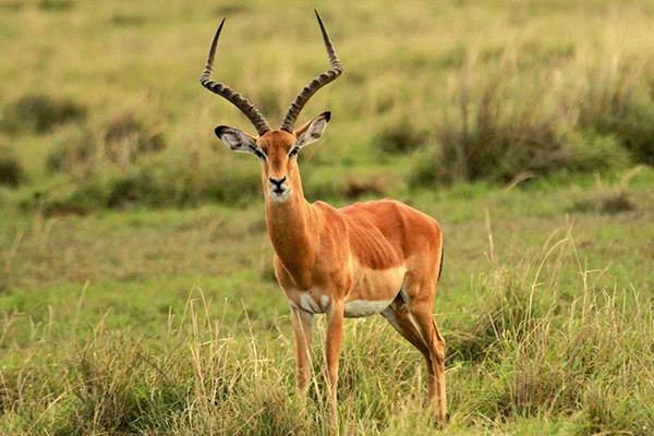Texas_Impala_Hunts Texas Ibex Exotic Hunt