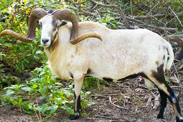 Texas_Painted_Desert_Ram_Hunts Hunt Exotics in Texas - Hunt Scimitar Oryx Hunts in Texas